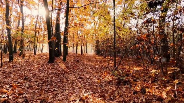 Накинув серый плащ, походкой шаткой... смотреть онлайн