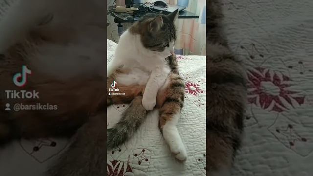 кот Степаныч смотреть онлайн