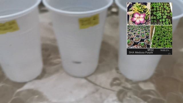 #Адениумы // #Комнатные_цветы// Новости с подоконника на 20 марта 2021 г. смотреть онлайн