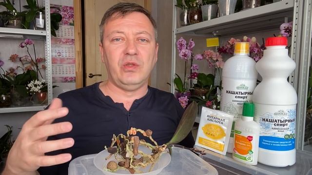 ЛУЧШИЙ СТИМУЛЯТОР роста корней орхидеи и для орхидей ПОДРОБНОЕ ВИДЕО смотреть онлайн