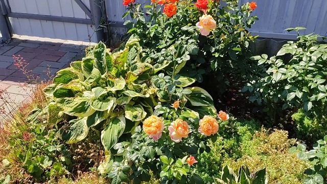 РОЗА КАПРИ (CAPRI, Evers, 2014)