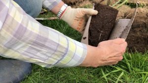 Посадка  розы с закрытой корневой системой ( из горшков ) в открытый грунт.13.05.21