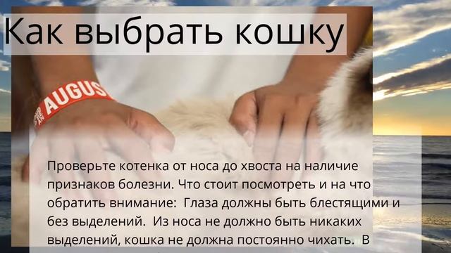 Как выбрать кошку смотреть онлайн