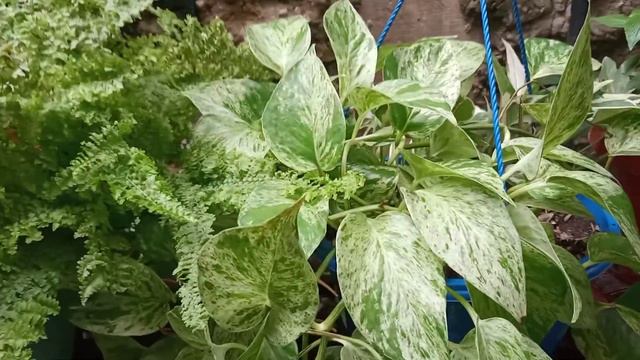 PLANTAS Colgantes Que Decoran Tu Hogar... Plantas De Sol Y De Sombra Y Como Cuudarlas
