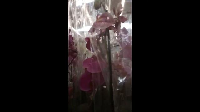 7 ЦВЕТОВ. Обзор орхидей. Санкт-Петербург. Московское ш. 25. 16.05.20 смотреть онлайн