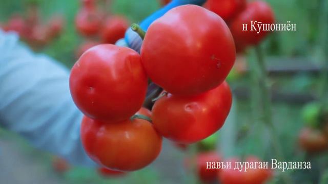 Памидори ( Тамат ) Варданза F1 Фирма Фито FITO Испания дар гармхонаи худам. смотреть онлайн