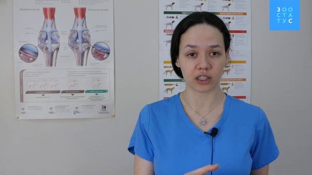 Что лучше - корм или натуральная еда для собак и кошек? смотреть онлайн