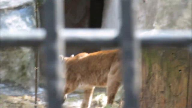 Пума Милана зимой и весной 25.04.2022 смотреть онлайн