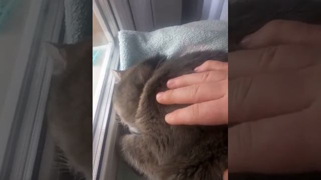 Кот громко храпит (смешное видео , приколы ) смотреть онлайн