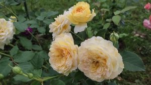 ?Роза " Молинью" - неожиданный успех.