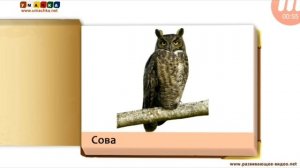 Умачка - Мои Первые Животные и Птицы Карточки для детей