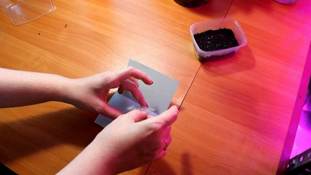 Стрептокарпус из семян.Как посеять мелкие семена стрептокарпуса