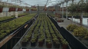 Зелень сколько можно заработать реальные цифры СКОЛЬКО МОЖНО ЗАРАБОТАТЬ  БИЗНЕС ИДЕЯ
