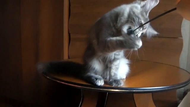 ЛИРИКУМ Лапочка Ланиинг, кошечка мейн-кун 3,5 мес смотреть онлайн