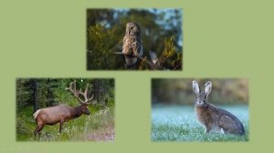 Почему в лесу мы будем соблюдать тишину?