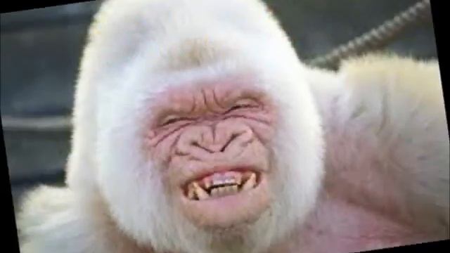 Животные альбиносы. Горилла-альбинос. смотреть онлайн