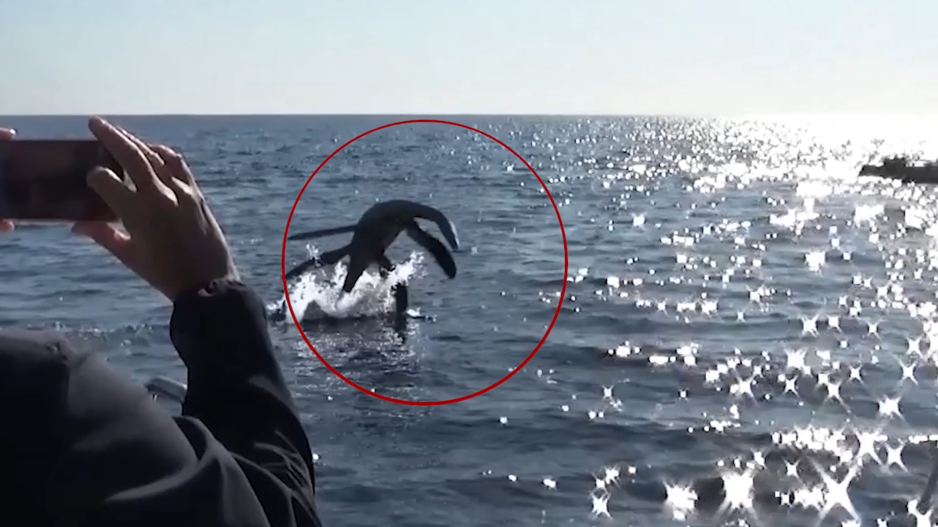 В акватории Анапы обнаружены древние рептилии: сегодня празднуется День смеха смотреть онлайн