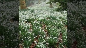Антонио Вивальди весна апрель(времена года)