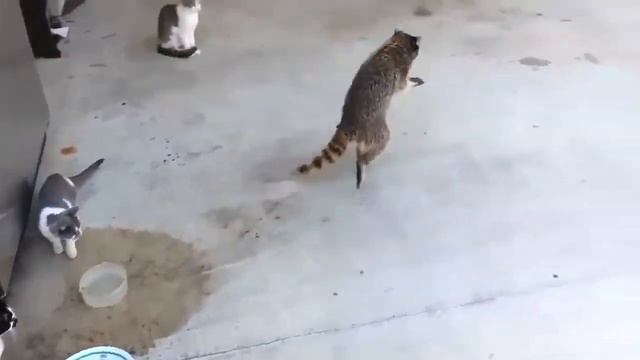 Raccoons - Еноты смотреть онлайн