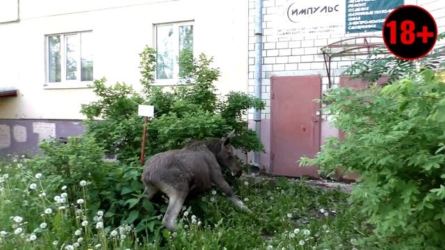 Лось в Волгореченске = Последние минуты жизни смотреть онлайн