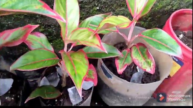 AGLAONEMA RED LIPSTICK || SECRET FOR LUSH AND MORE SHOOTS || MUST WATCH || смотреть онлайн