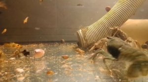 Самец и самка (раки в аквариуме). Все о раках. Аквариум (Речные раки в аквариуме)