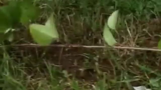 Ландшафтный дизайн. Детская площадка. Ведущая - Юля Шатерник смотреть онлайн