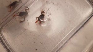 Аквариумные лягушки. Кормление живыми червями. Аквариум 3 литрa