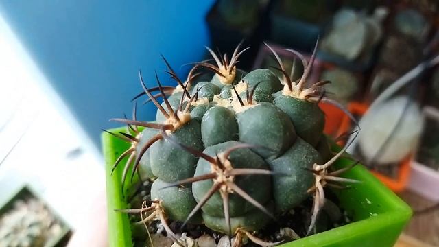 Уход за кактусом зимой. Зимовка кактусов. Обзор кактусов. смотреть онлайн