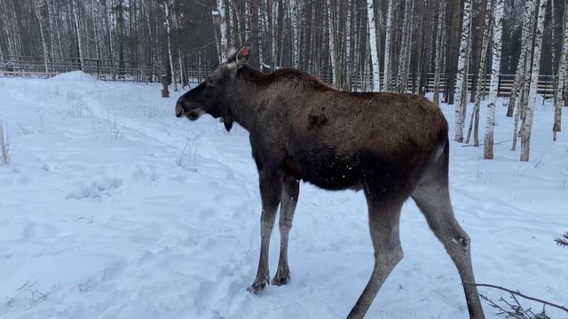 ❪4K❫ Лосиная биостанция. Экскурсия в национальный парк "Лосиный остров" смотреть онлайн