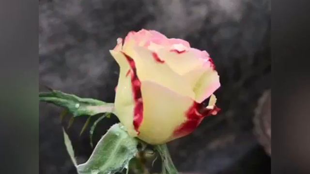 Love flowers? Watch here. #roses #dahlia #petunia #marigolds смотреть онлайн