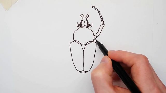 Drawing a beetle - How to draw a beetle (goliath) step by step | Learn to draw insects смотреть онлайн