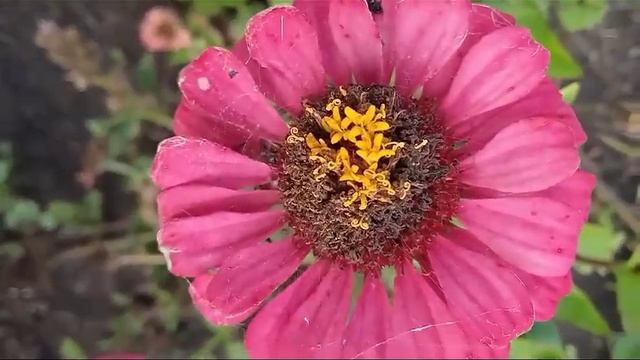 Угадайте, что за цветок? Формула цветка смотреть онлайн