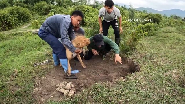 Brave Pitbull Dog Catches Giant Crocodile | King of Survival смотреть онлайн