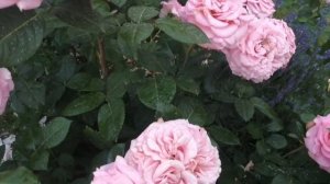 #роза Эшли- моя особая любовь???