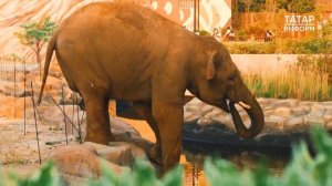 Его ждали 30 лет. Как слон Филимон обжился в Казанском зоопарке?