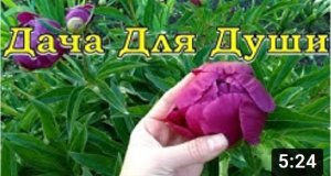 12 "ПОЧЕМУ" не цветут ПИОНЫ???