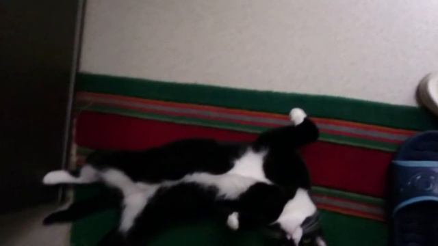 Кошачье приветствие смотреть онлайн