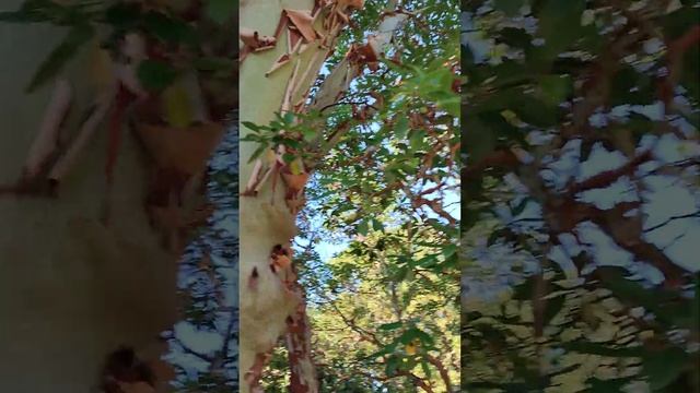 Земляничник. смотреть онлайн