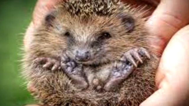 КОШКА ПРИЮТИЛА МАЛЕНЬКИХ ЕЖАТ и ВОТ ЧТО БЫЛО ДАЛЬШЕ.. смотреть онлайн