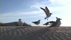 Гусейн Манапов - Чайки