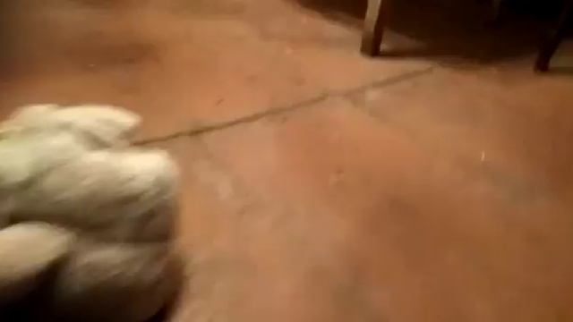 Пёсики и темнота смотреть онлайн