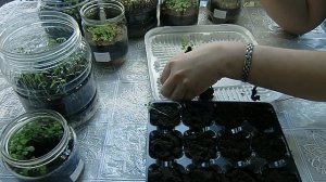 ?Рассада в банках !!! Часть 3 ! Пересадка Незабудки ! Петуния прижилась ? ?