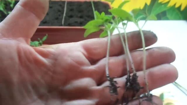 ПИКИРУЮ ПЕРВУЮ ПАРТИЮ ТОМАТОВ. Ольга Чернова. смотреть онлайн