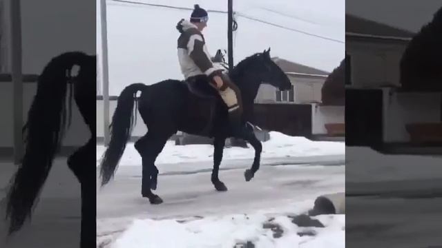 Жеребец Карачаевской Породы "Алгъыш" (Къаракъуш) смотреть онлайн