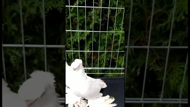 Голуби красавцы. Желтые. Белые. Чины. Двухчубые голуби. Tauben. Pigeons