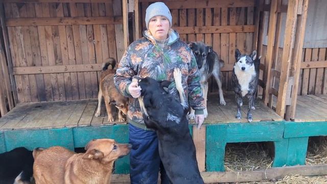 Щенки таксы, овчарка Гера и большой вольер смотреть онлайн