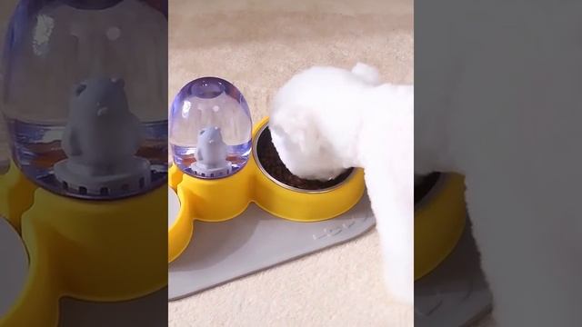 Миски для кошек с нескользящим ковриком/Cat Bowls with non-slip Mat смотреть онлайн