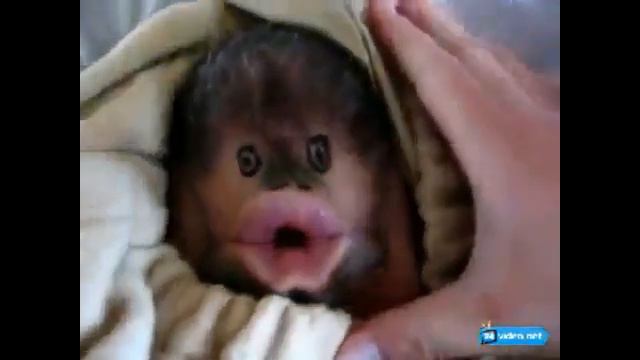 Чудо юдо смешное существо смотреть онлайн