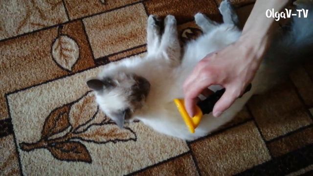 Кошка Соня. Чешем Соню. смотреть онлайн